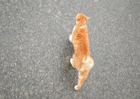 如何判断猫咪是否超幸福？8 大表现揭秘，你家猫中几条？