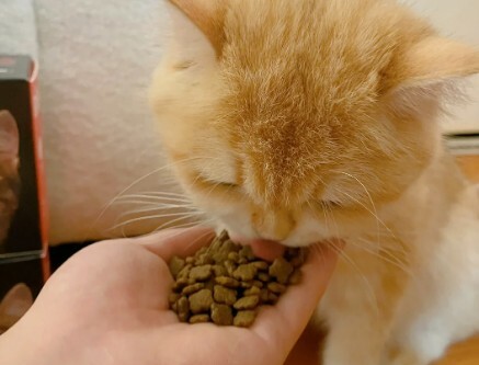 如何判断猫咪是否超幸福？8 大表现揭秘，你家猫中几条？