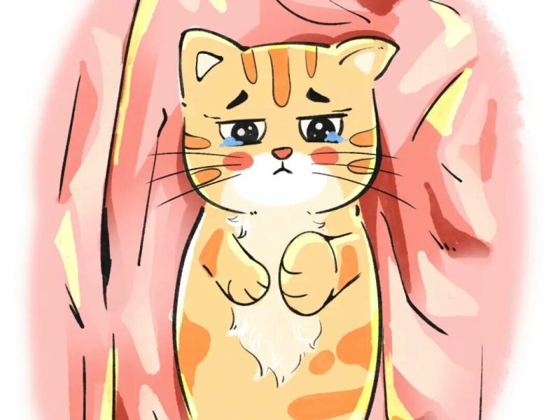 为什么猫咪不能随便送人？3 大后果与禁忌揭秘！ - 语梦星球