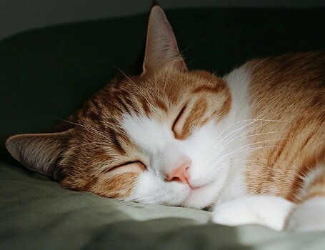 如何判断猫咪孤独的表现？这 6 大信号你家猫中招了吗？ - 语梦星球