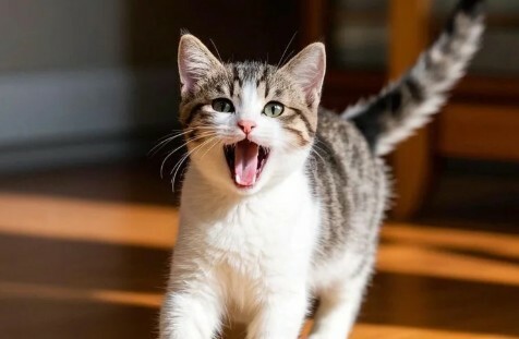 猫咪经常喵喵叫 