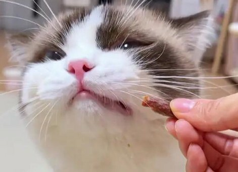 猫咪喜欢啃咬东西 