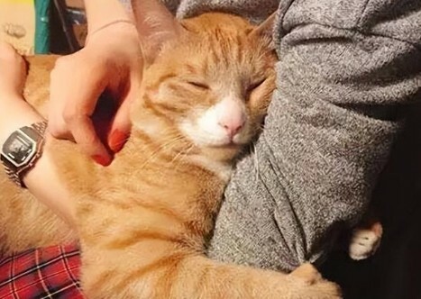 猫咪喜欢和你睡 