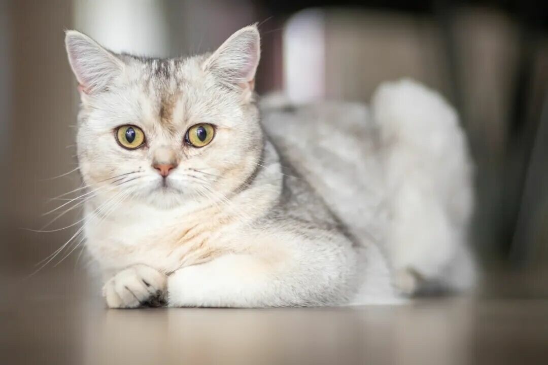 亲吻猫咪：它如何理解你的爱意？看完就懂！