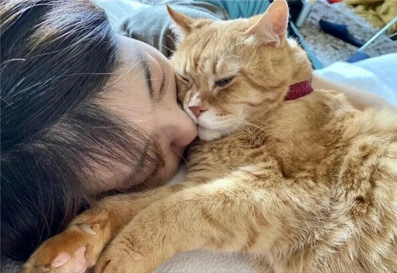 亲吻猫咪：它如何理解你的爱意？看完就懂！ - 语梦星球