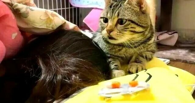 亲吻猫咪：它如何理解你的爱意？看完就懂！