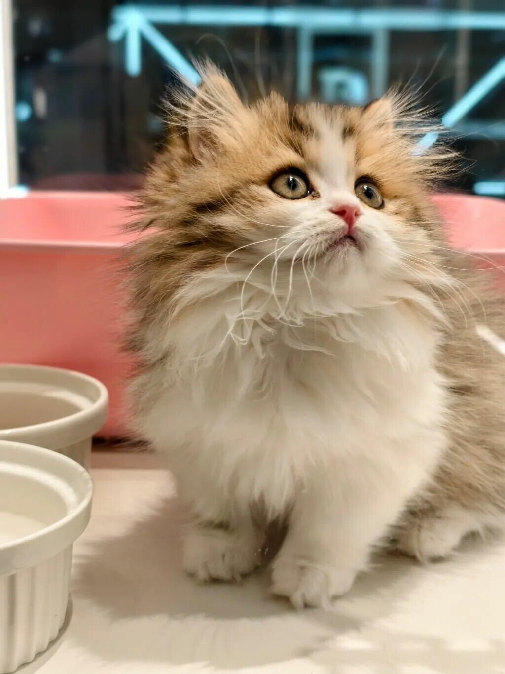 亲吻猫咪：它如何理解你的爱意？看完就懂！