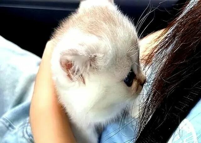 亲吻猫咪：它如何理解你的爱意？看完就懂！