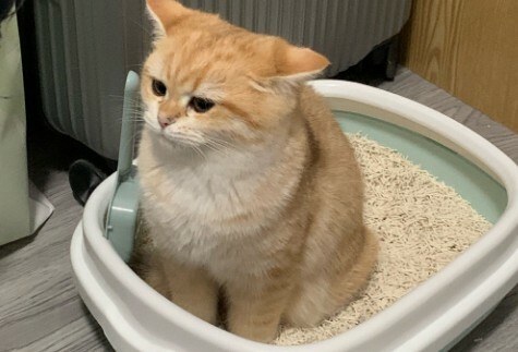 长期养猫有哪些怪癖？这 5 种猫奴专属行为，你中了没？ - 语梦星球