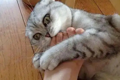 长期养猫有哪些怪癖？这 5 种猫奴专属行为，你中了没？