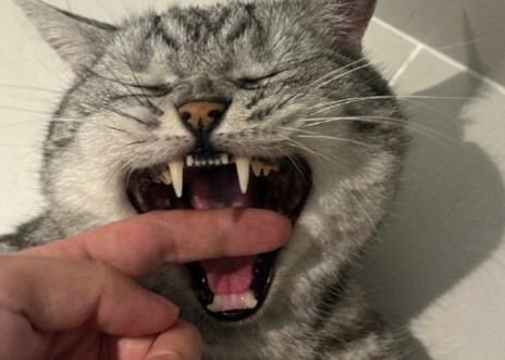 长期养猫有哪些怪癖？这 5 种猫奴专属行为，你中了没？