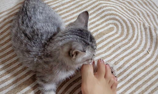 长期养猫有哪些怪癖？这 5 种猫奴专属行为，你中了没？