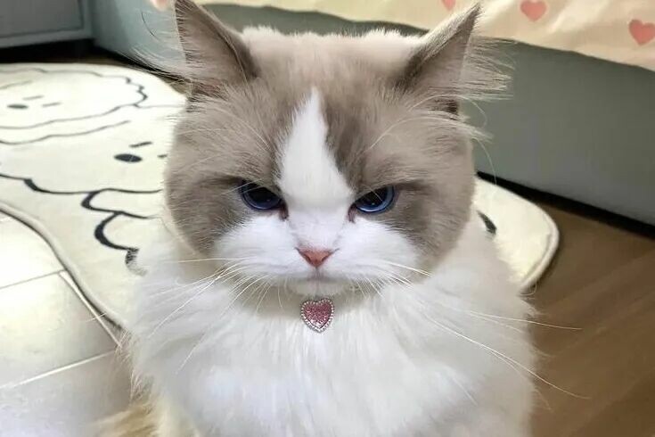 猫咪生气有哪些表现？读懂 7 大信号，它真的会“挂脸”！