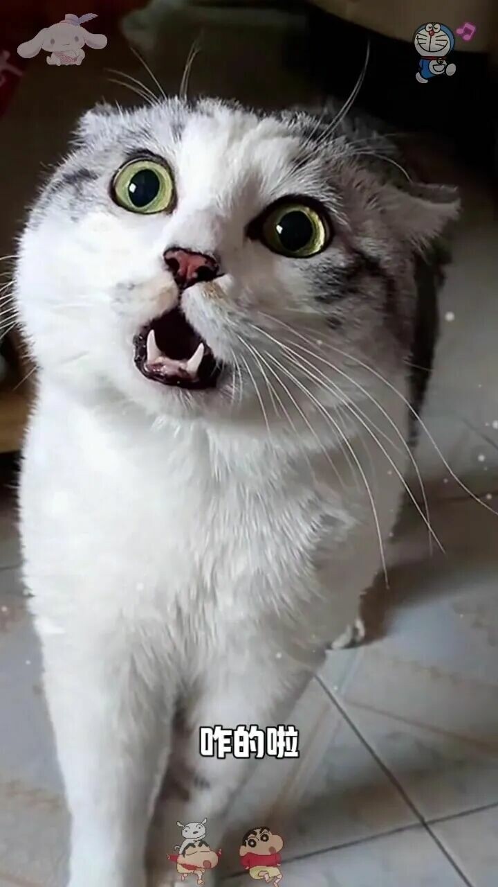 猫咪生气有哪些表现？读懂 7 大信号，它真的会“挂脸”！