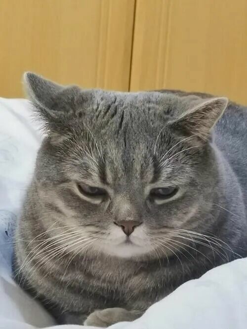 猫咪生气有哪些表现？读懂 7 大信号，它真的会“挂脸”！