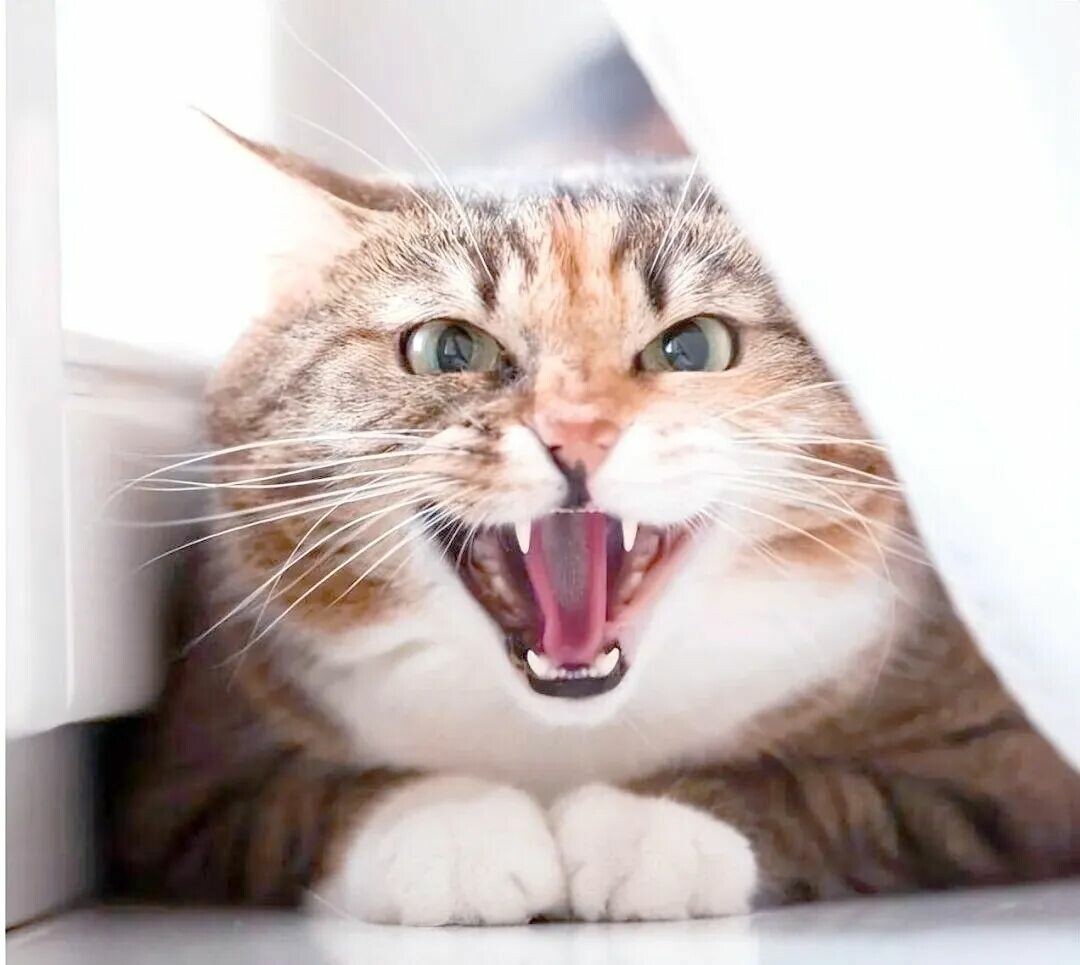 猫咪生气有哪些表现？读懂 7 大信号，它真的会“挂脸”！