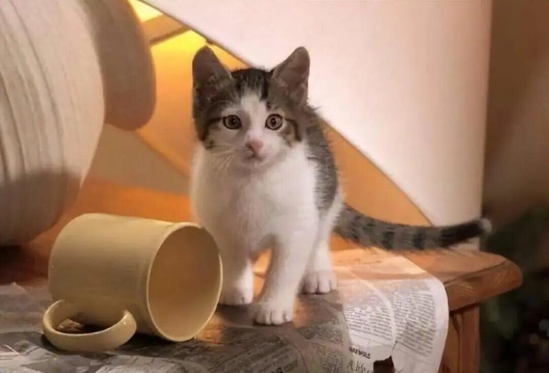 猫咪为啥爱把东西推下桌？揭秘 5 大真相！ - 语梦星球