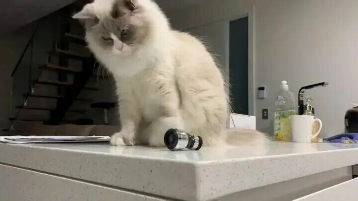 猫咪为啥爱把东西推下桌？揭秘 5 大真相！