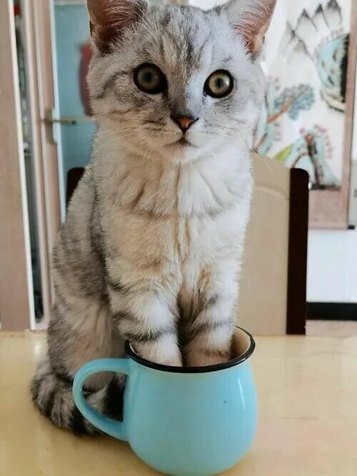 猫咪为啥爱把东西推下桌？揭秘 5 大真相！