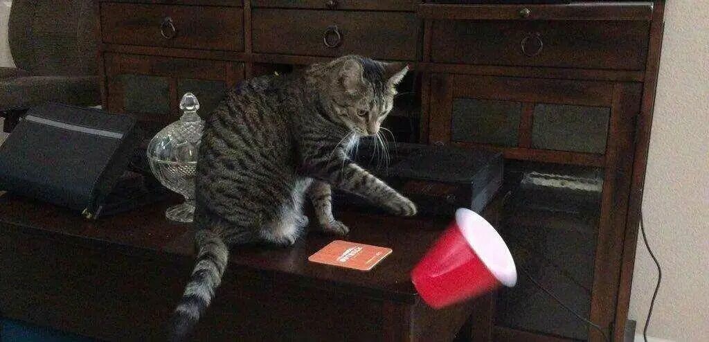 猫咪为啥爱把东西推下桌？揭秘 5 大真相！