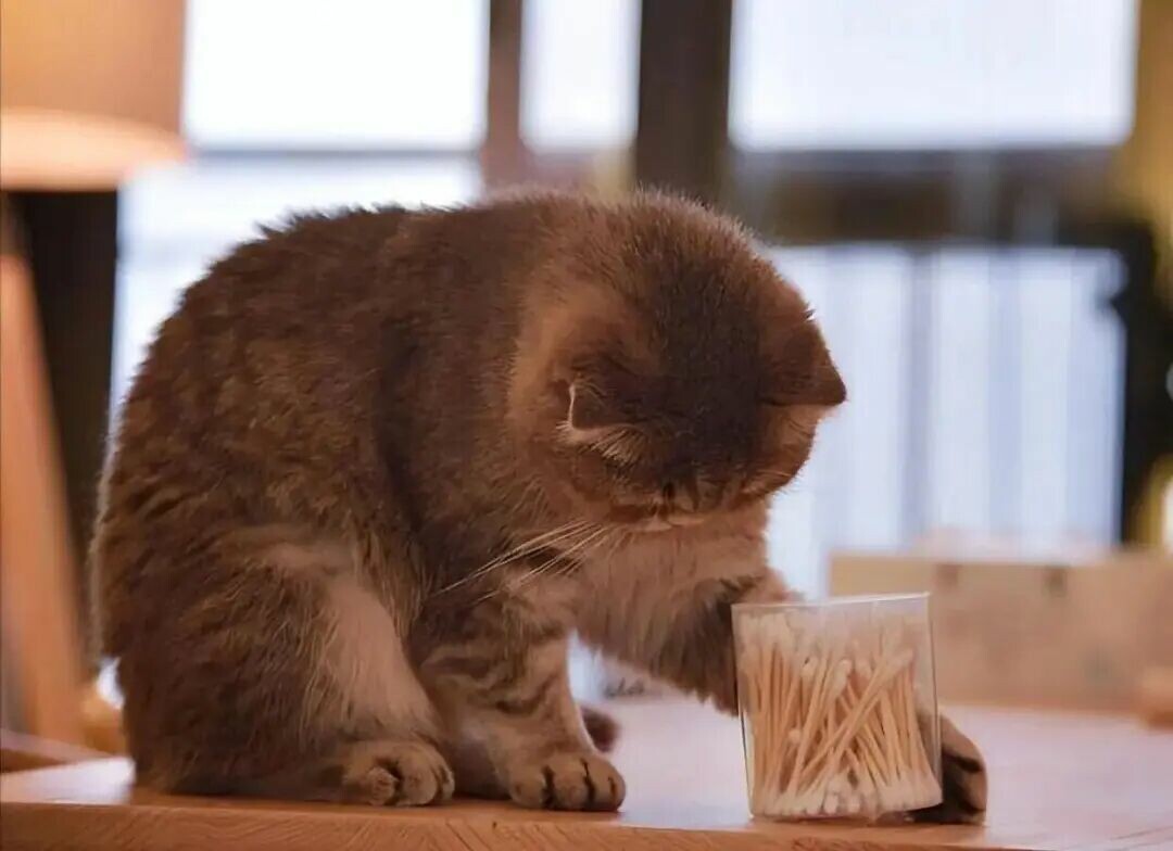 猫咪为啥爱把东西推下桌？揭秘 5 大真相！