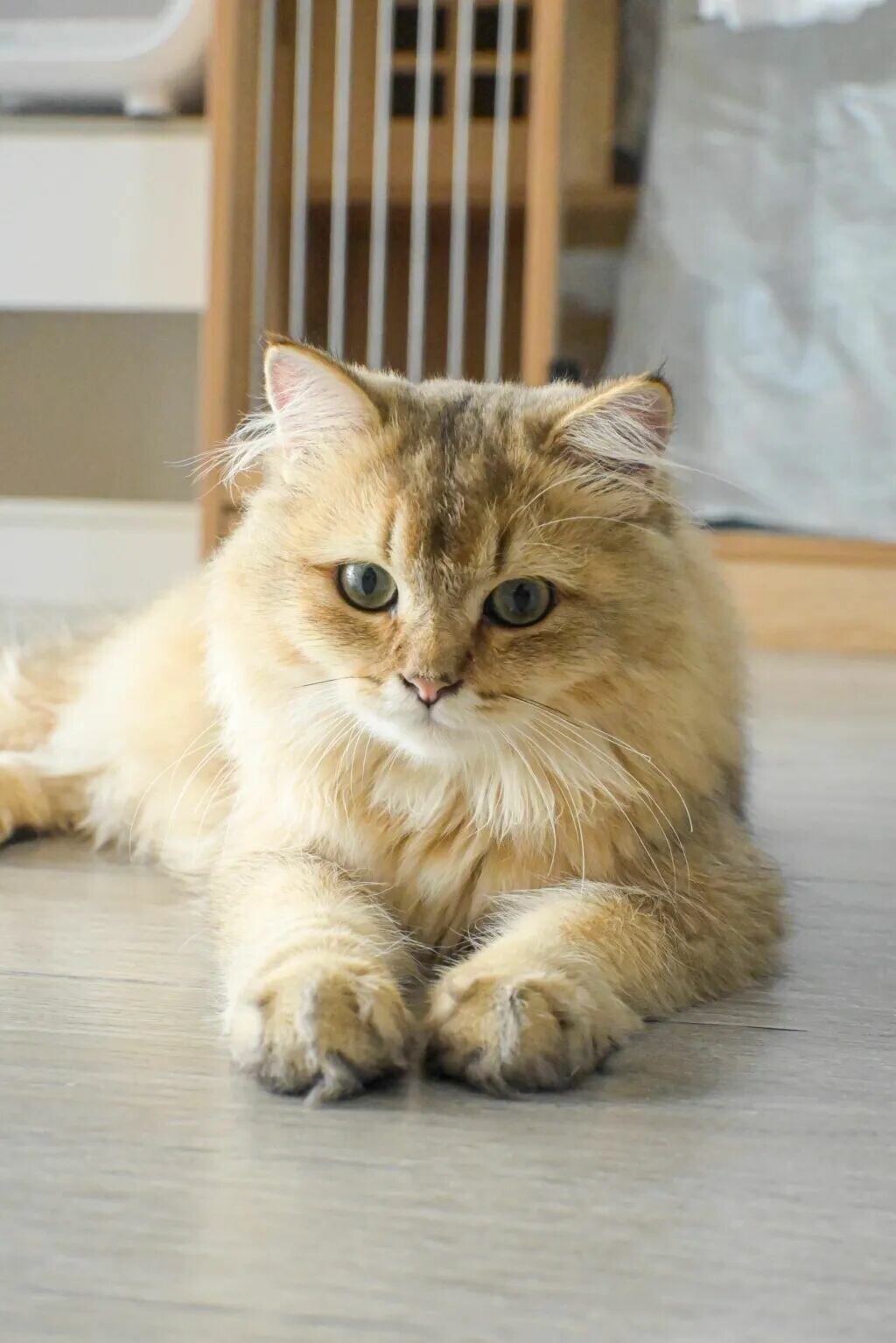 猫咪为啥爱把东西推下桌？揭秘 5 大真相！