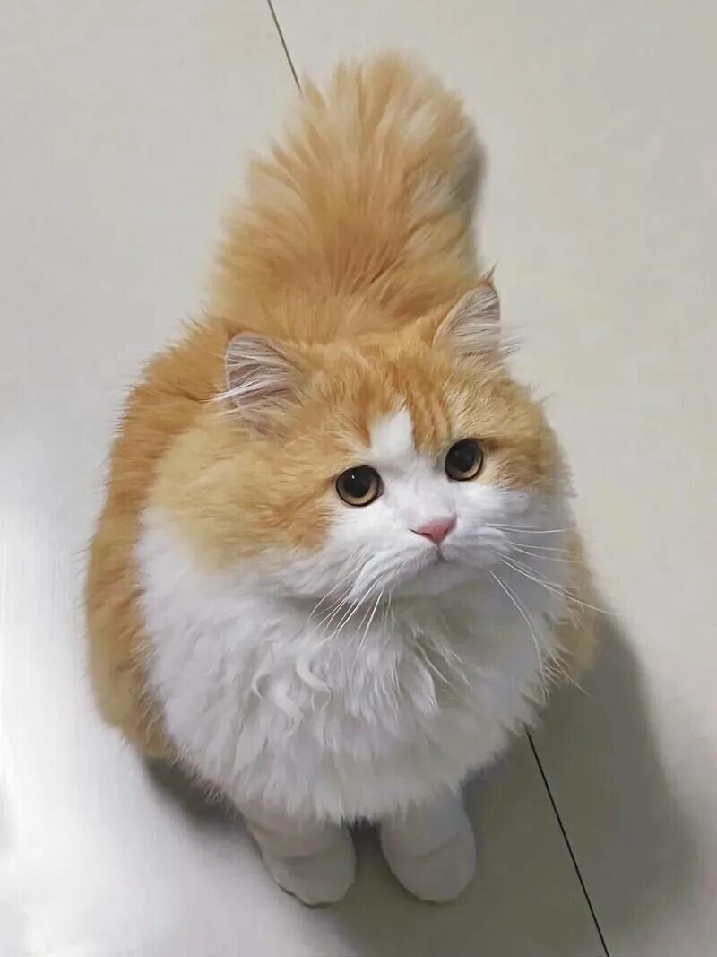 什么猫最容易长胖：揭秘 5 种“天选猪咪”体质