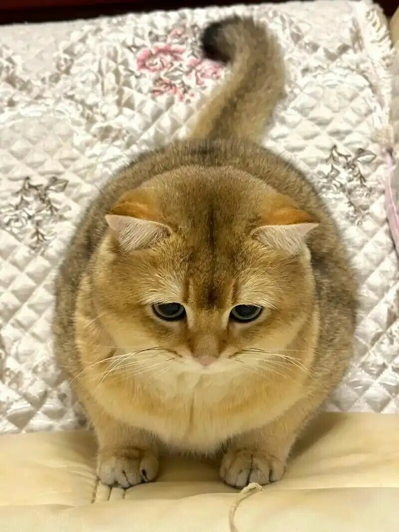 什么猫最容易长胖：揭秘 5 种“天选猪咪”体质