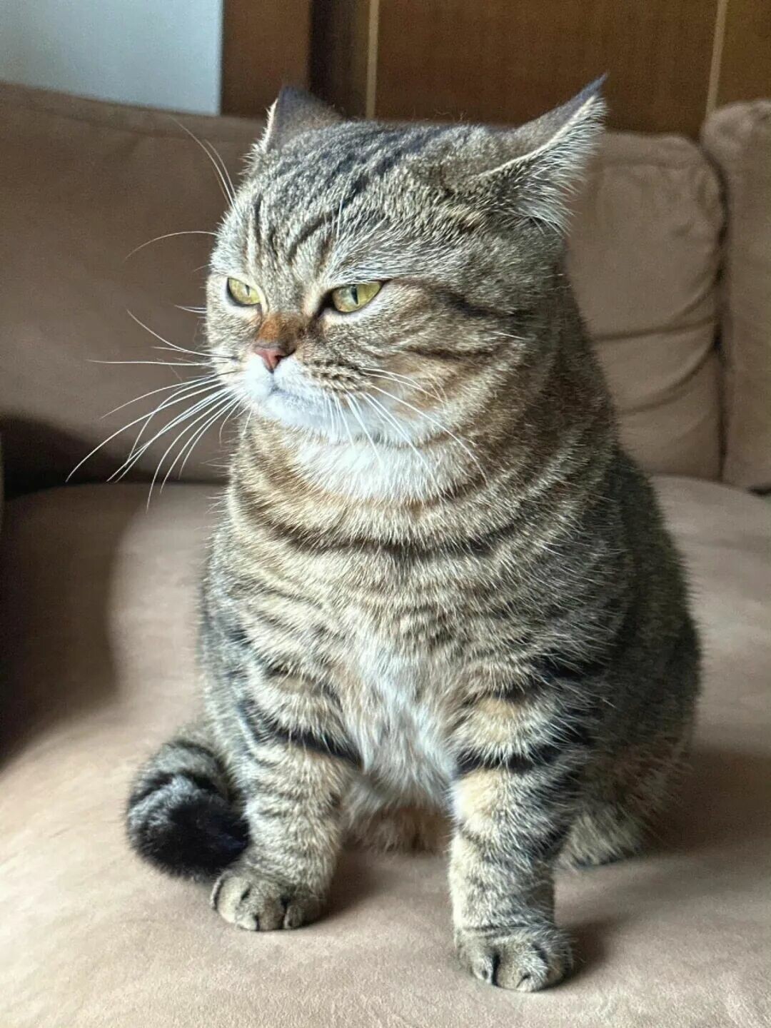 什么猫最容易长胖：揭秘 5 种“天选猪咪”体质