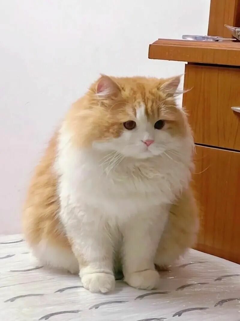 什么猫最容易长胖：揭秘 5 种“天选猪咪”体质