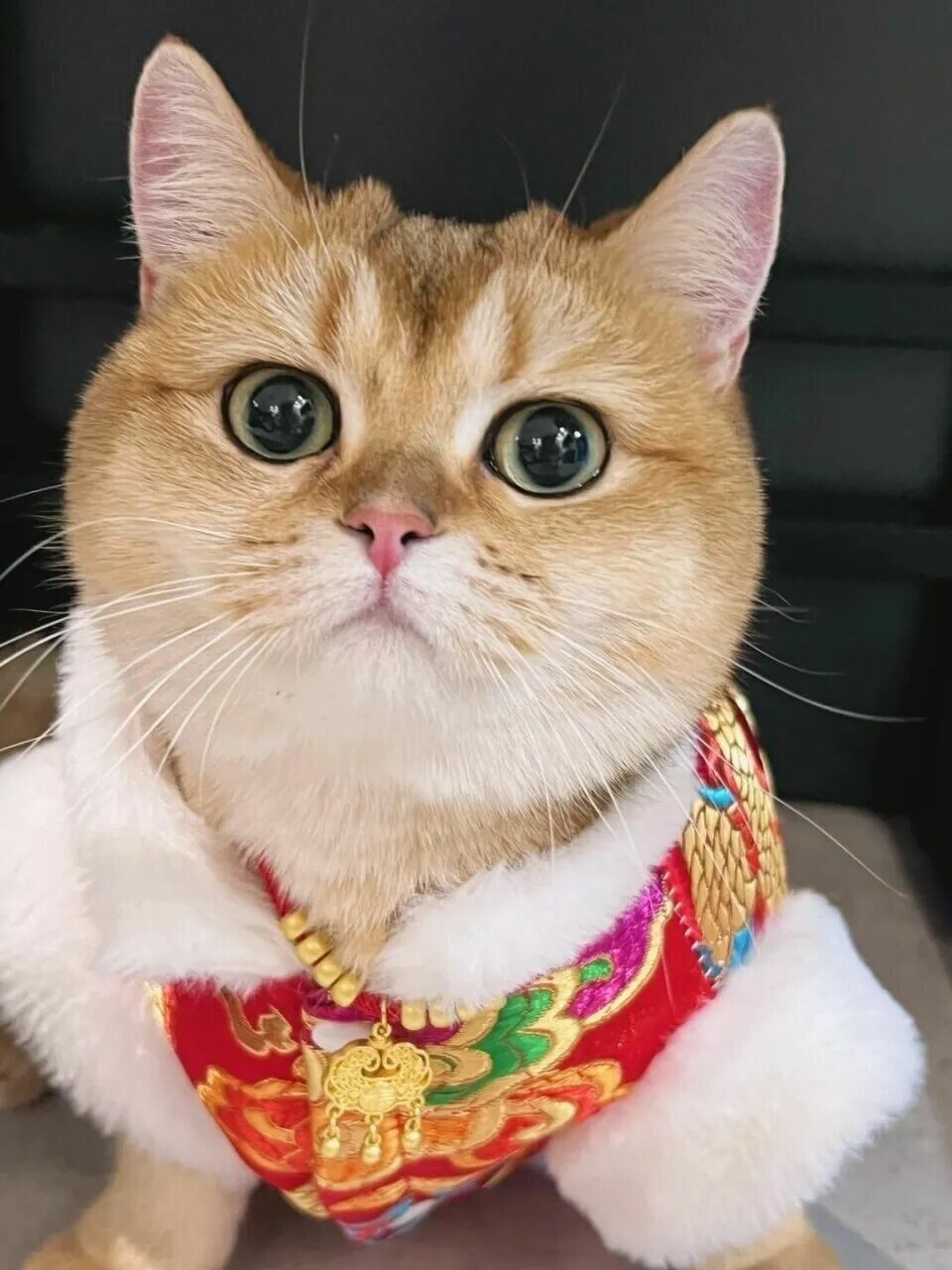 什么猫最容易长胖：揭秘 5 种“天选猪咪”体质