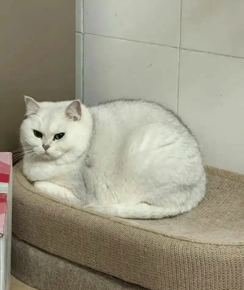 什么猫最容易长胖：揭秘 5 种“天选猪咪”体质