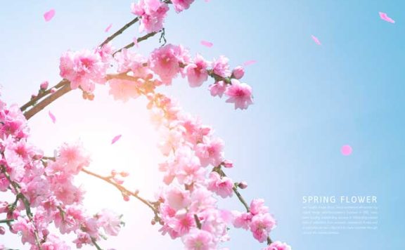 盛开樱花手机壁纸背景素材 (psd)