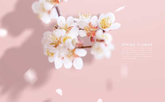 春季樱花花瓣手机壁纸背景素材 (psd)