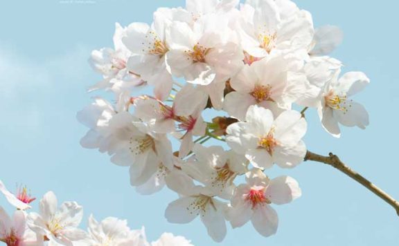 蓝天樱花手机壁纸背景素材 (psd)